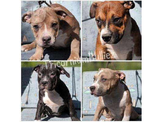 PoulaTo: American Bully Classic/Standard